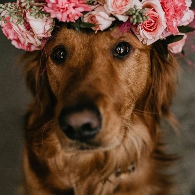 We talk to celebrant, Helen Noble about incorporating your beloved dog into your wedding