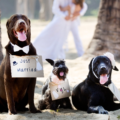 The Bow-Wow Co is a new wedding dog chaperone company