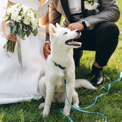 Here’s how to include your dog in your big day