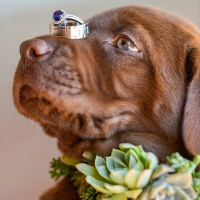 Wedding News: Wotton House offers Pooch Package