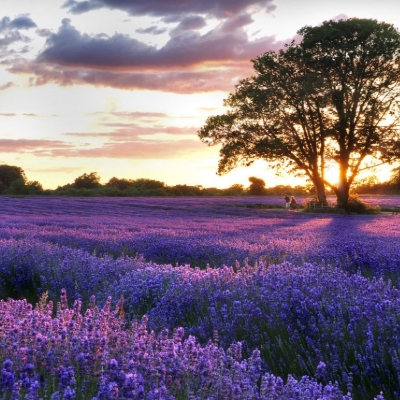 Wedding News: another successful year for Mayfield Lavender Farm