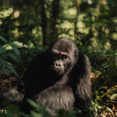 Step Into the Forest at Silverback Lodge, Uganda for a Once in a Lifetime Honeymoon