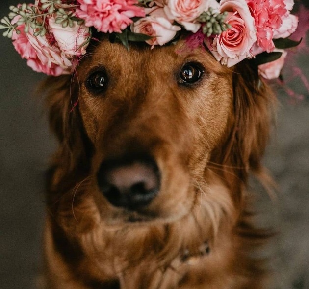 How to incorporate your beloved pet into your wedding