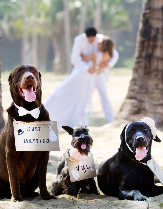 Dogs at a wedding