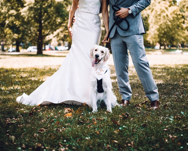 Dog at wedding