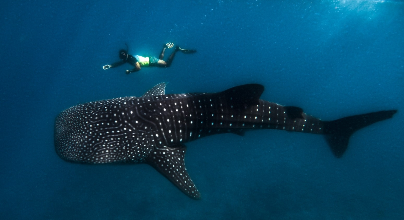 diver swimming with whale shark