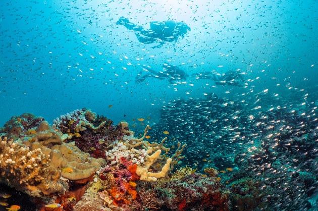 Two people swimming underwater surrounded by tropical fish