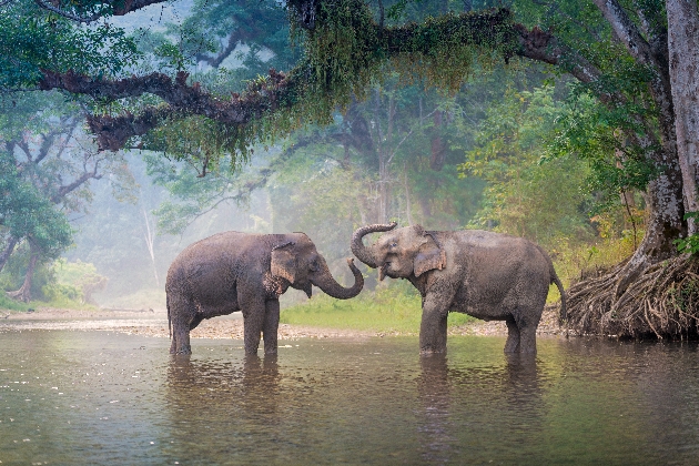 Asian Elephants in a natural river at deep forest, Thailand