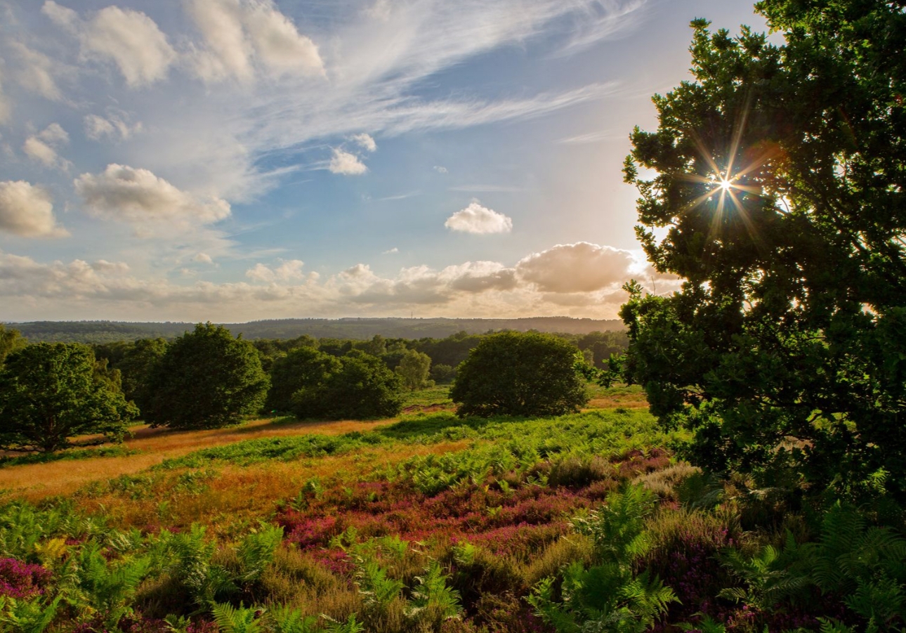 Hampton Estate view