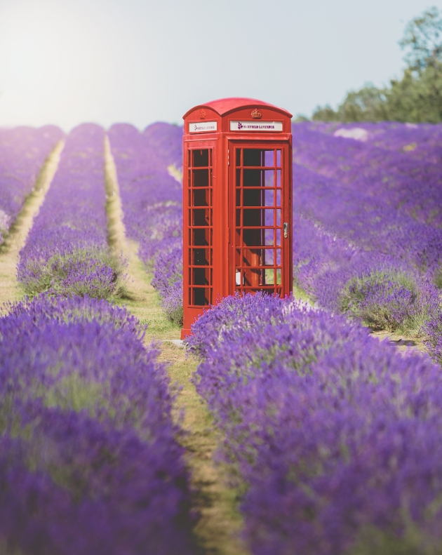 Mayfield Lavender Farm with red phone box