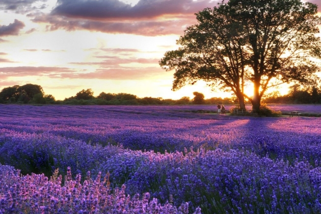 field of lavender at sunset