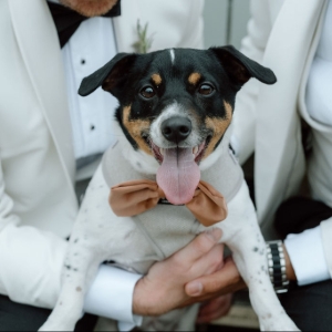All Paws Weddings