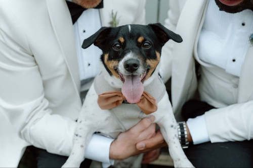 All Paws Weddings