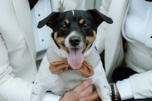 All Paws Weddings