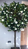 Thumbnail image 4 from Wedding Day Hire